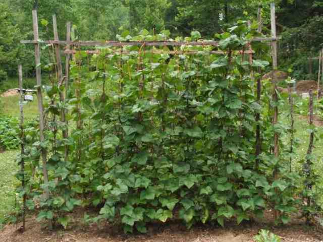 [Thumbnail for green beans.jpg]